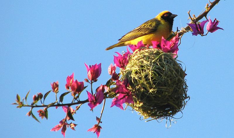 vink op nes ligter gemaak.jpg - Swartkeelvink Hoop hierdie nes van my sal haar tevrede stel met die blomme by...